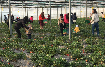 相約采摘草莓，盡享田園樂趣